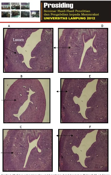 Gambar 1. Morfologi endometrium tikus setelah pemberian ekstrak kunyit dosis 55,2 mg/kgbb