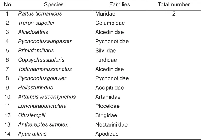 Table 1.  Mammal and avian species found in Anak Krakatau Island