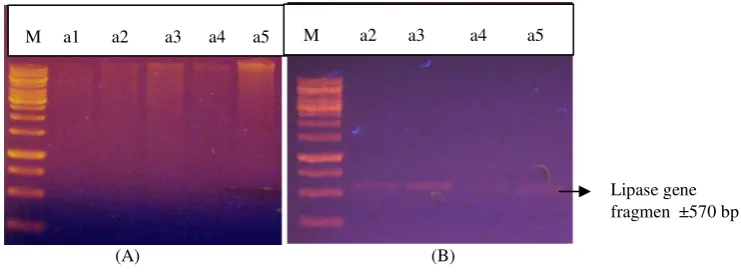Figure 3.  Electrophoregram of total DNA community and lipase gene fragment  from some sampling point