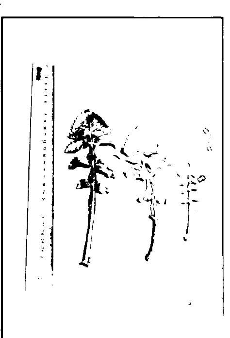 Gambar 5 : Daun Sonchus oleraceus L.