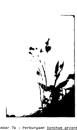 Gambar 7a : Perbungaan Sonchus arvensis L.