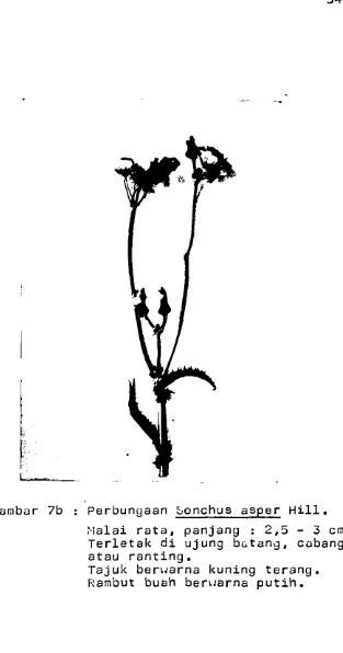 Gambar 7b : Perbungaan Sonchus asper Hill.