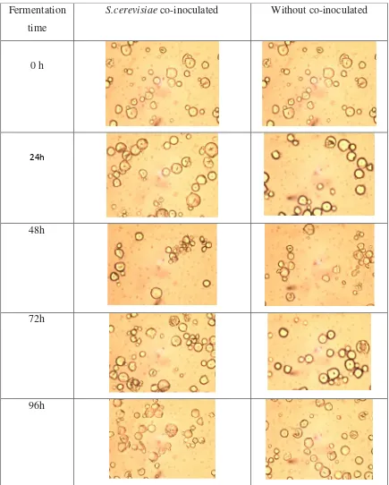 Figure 3. Effect of fermentation by the use of S.cerevisiae on the microscopicstudy of tapioca starch granule