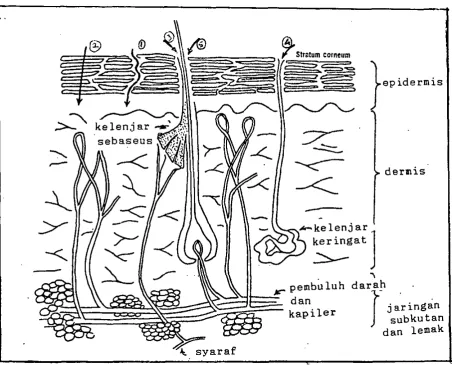 Gambar 2: Jalur penetrasi perkutan (5)