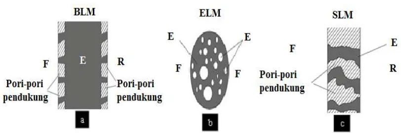 Gambar 1.  Tiga tipe dari membran cair, yaitu (a) BLM, (b) ELM dan (c) SLM.  (F : fase sumber, R : fase penerima dan E : fase membran) (Kislik, 2010) 