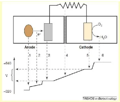 Gambar 6. Pengurangan potensial selama proses transfer elektron dalam MFC