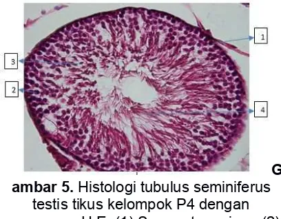 Tabel 1. Hasil Analisis Histologi Tubulus Seminiferus terhadap Jumlah Sel Spermatosit Primer,Jumlah Sel Permatid, dan Ukuran Diameter Tubulus Seminiferus Masing-Masing Perlakuan