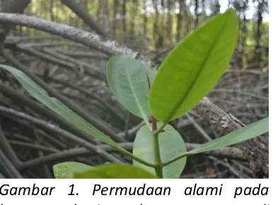 Gambar 1. Permudaan alami pada  kawasan ekosistem hutan mangrove di Desa Margasarai 