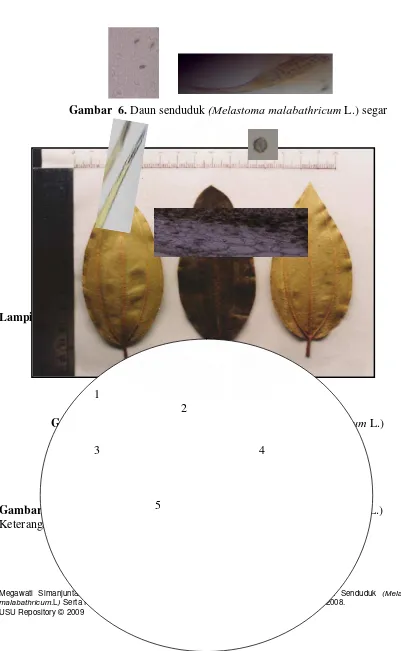 Gambar 7.  Simplisia daun senduduk (Melastoma malabathricum L.) 