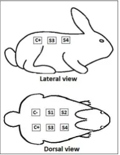 Fig.1 The dorsal aspect of rabbits where the position of treatment area are depicted. C- (negative control): shaved area treated with CMC gel without suruhan extracts; C+ (positive control): shaved skin given 2% minoxidil;  S1, S2, S3 and S4 are the shaved