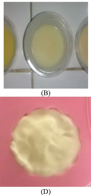 Gambar IV.2 Penampakan Hasil Sabun dengan Minyak Kelapa Sawit (A),