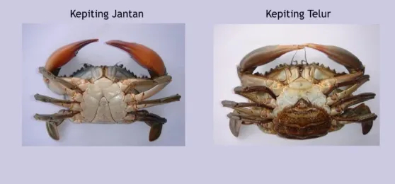 Gambar 4. Perbedaan kepiting dan jantan dan betina (Sumber : edi_blogger).