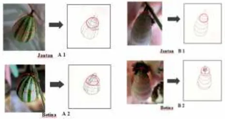 Gambar 3. Perbedaan morfologi pupa berdasarkanjenis kelamin (A) Pupa P. hebe : (1) tidakada titik-titik, (2) titik pada segmen 8 dan 9dari anterior dan (B) Pupa D