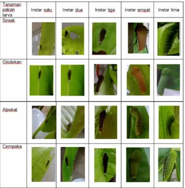 Tabel 1. Perkembangan larva G. doson pada empat jenis tanaman pakan larva