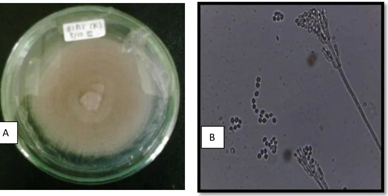 Gambar 2. Jamur parasit telur NPA Paecilomyes lilacinus yang ditemukan di perkebuanan jambu PT NTF; bentuk koloni (A) dan bentuk hifa dan konidia (B)