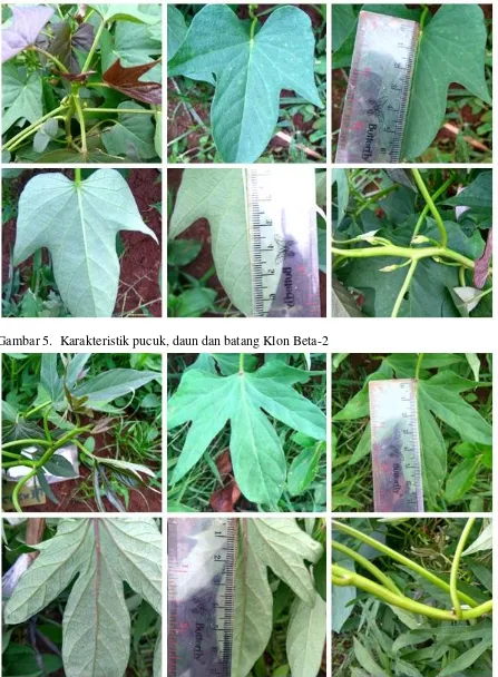 Gambar 5.  Karakteristik pucuk, daun dan batang Klon Beta-2 