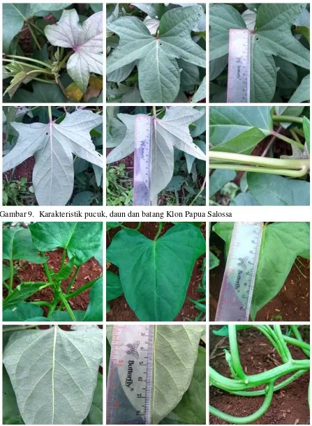 Gambar 9.  Karakteristik pucuk, daun dan batang Klon Papua Salossa 
