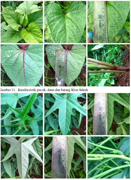 Gambar 11.  Karakteristik pucuk, daun dan batang Klon Sukuh 