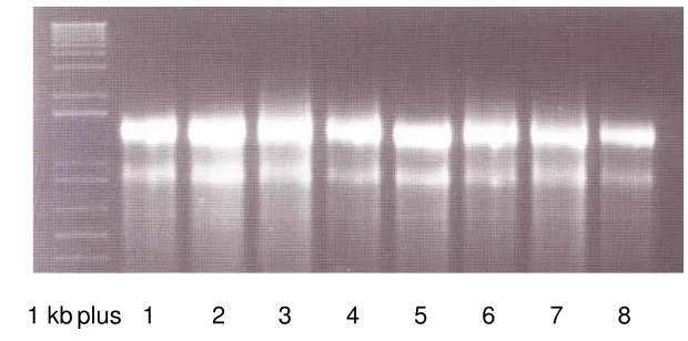 Gambar 14  Hasil elektroforesis RNA total bunga kakao. Lini 1-8 = RNA 