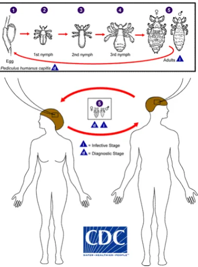 Gambar 1.Pediculus capitis Dewasa Betina14 