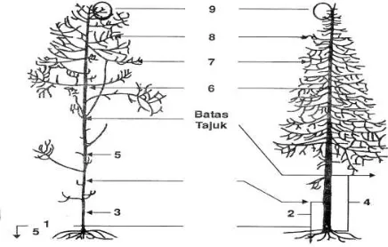 Gambar 1. Lokasi kerusakan pada pohon/ bagian pohon yang mengalami kerusakan