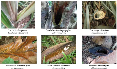 Figure 1.  Samples of plant parts that impound water serve as phytotelmata found in Lampung 
