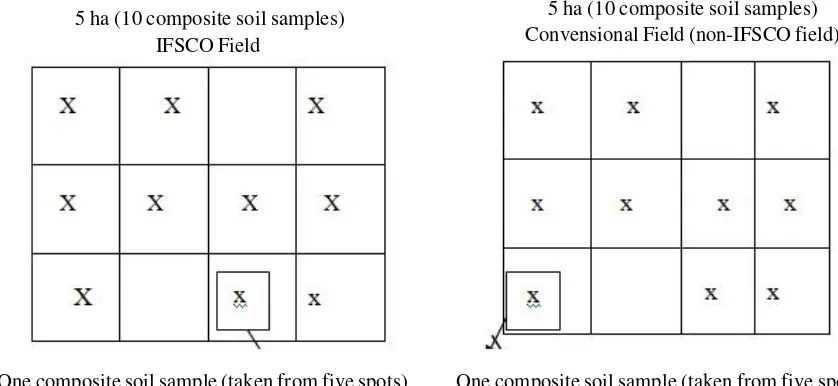 Figure 2. The scheme of spots for soil sampling in the IFSCO field and non-IFSCO field using systematicsampling method (Suganda et al