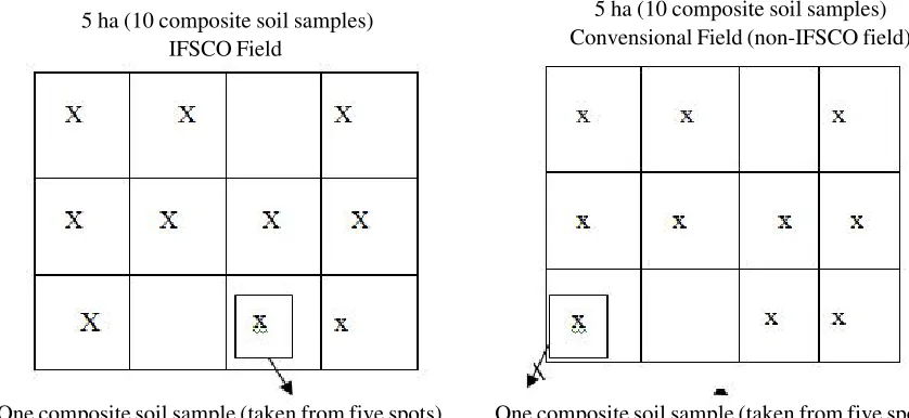 Figure 2. The scheme of spots for soil sampling in the IFSCO field and non-IFSCO field using systematicsampling method (Suganda et al