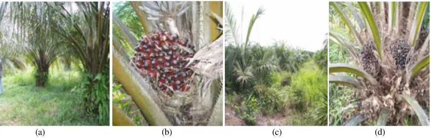 Figure 3. The appearance of oil palm plants and their fruits: (a) and (b) in the IFSCO field; (c) and (d) in thenon-IFSCO field (author’s photo collection 2016).