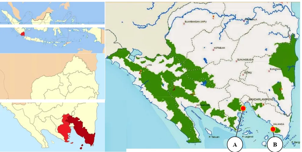 Figure 1. Research location in Lampung Province, Indonesia. A. Sidodadi Village, Pesawaran District, B