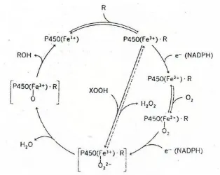Gambar 2.3 Skema mekanisme siklik sitokrom P-450           (Foye ,1995) 