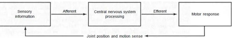 Gambar 1 Sensorymotor System disebut otot dan mechanoreceptors sense propioseptif, yaitu telapak kaki, sendi input propioseptif ke sistem saraf pusat untuk mengkoordinasi aktivitas otot, dan Informasi atau input sensoris yang  dibawa menuju ke sistem saraf