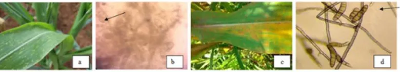 Gambar 2. (a) gejala karat daun, (b) Konidia Puccinia sorghi, (c) Gejala hawar daun, (d) Konidia Helminthosporium(Sumber: Soenartiningsih & Fatmawati 2012).