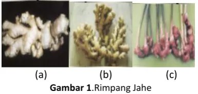 Gambar 1.Rimpang Jahe  