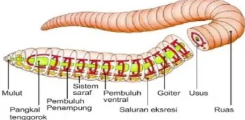 Gambar 2.1 Cacing tanah Lumbricus rubellus (Rukman 1999) 