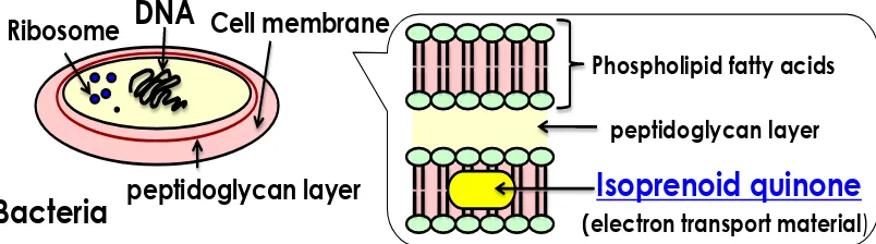 Gambar 2. Quinone pada membrane sel mikroorganisme 