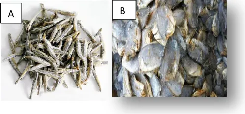 Gambar 1. Ikan asin teri (A) dan ikan asin sepat (B) 