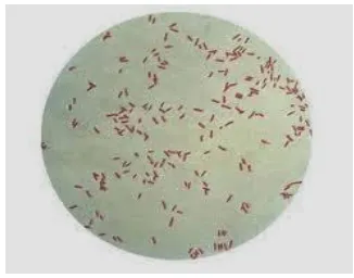 Gambar 2.2 Bakteri Salmonella sp. (Diana, 2014) 