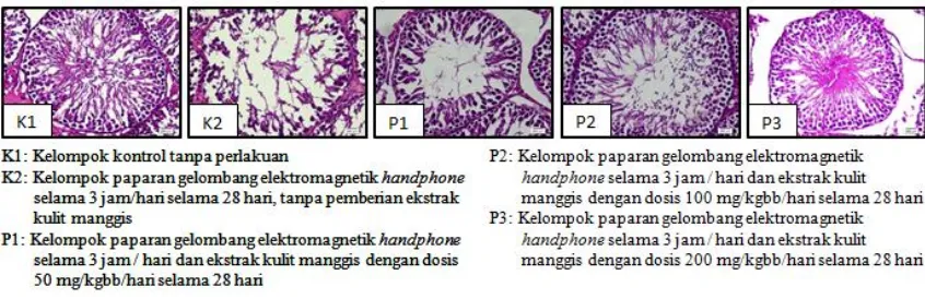 Gambar 1. Histopatologi Tubulus Seminiferus Testis Tiap Kelompok 