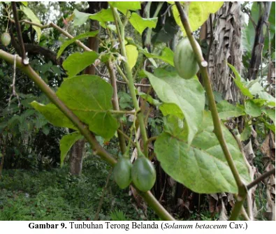 Gambar 9. Tunbuhan Terong Belanda (Solanum betaceum Cav.) 