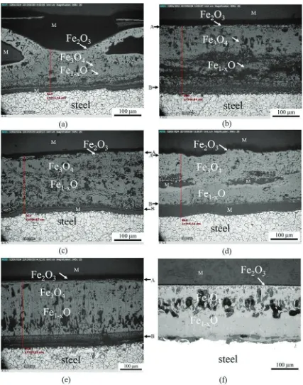 FIGURE 3. OM cross-sectional micrographs of AISI 1020 steel with and without NaCl/Nafor 49 h