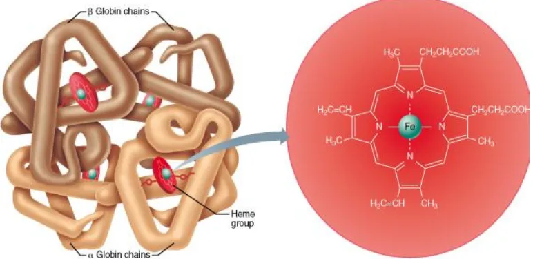 Gambar 2. 1 Struktur Hemoglobin. 