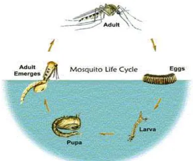 Gambar 2.6 Daur Hidup Nyamuk Culex sp. (Sumber : MAW Astuti, 2011) 