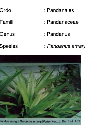 Gambar 2.7 ( Daun Pandan Wangi (Pandanus amaryllifolius). Sumber: Hariana, 2005). 