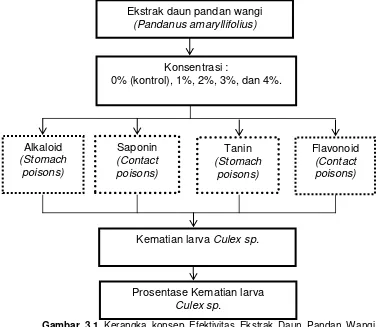 Gambar 3.1 Kerangka konsep Efektivitas Ekstrak Daun Pandan Wangi (Pandanus amaryllifolius) Sebagai Larvasida terhahap Larva Culex sp