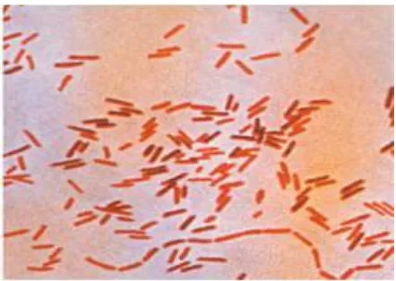 Gambar 2.2 Salmonella sp  (Karlina, 2012) 