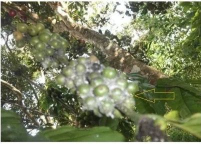 Fig. 1. Coffee berries infested by mealybug (Planococcus citri, Risso) from which test insects were collected 