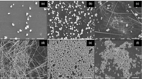 Figure 2. SEM images of product synthesized using different concentrations of silver nitrate i.e
