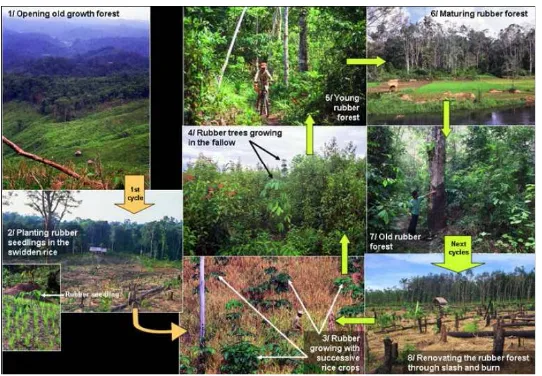 Gambar 2.3. Skema pembuatan agroforest karet (Lahebel-Peron, 2008)  