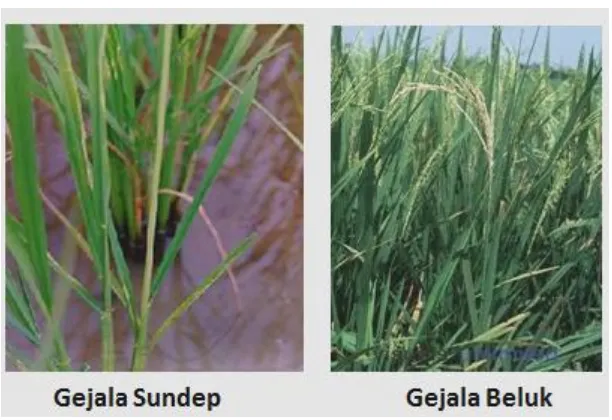 Gambar 2.  Gejala serangan penggerek batang padi pada fase vegetative (gejala sundep)  dan pada fase geeratif (gejala beluk)   